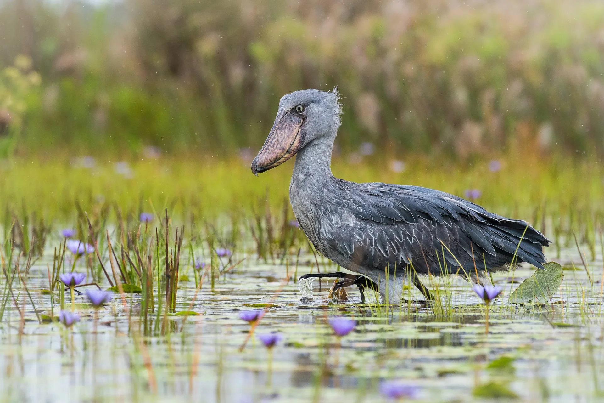 shutterstock 1021097938 slider 1920 shoebill stork