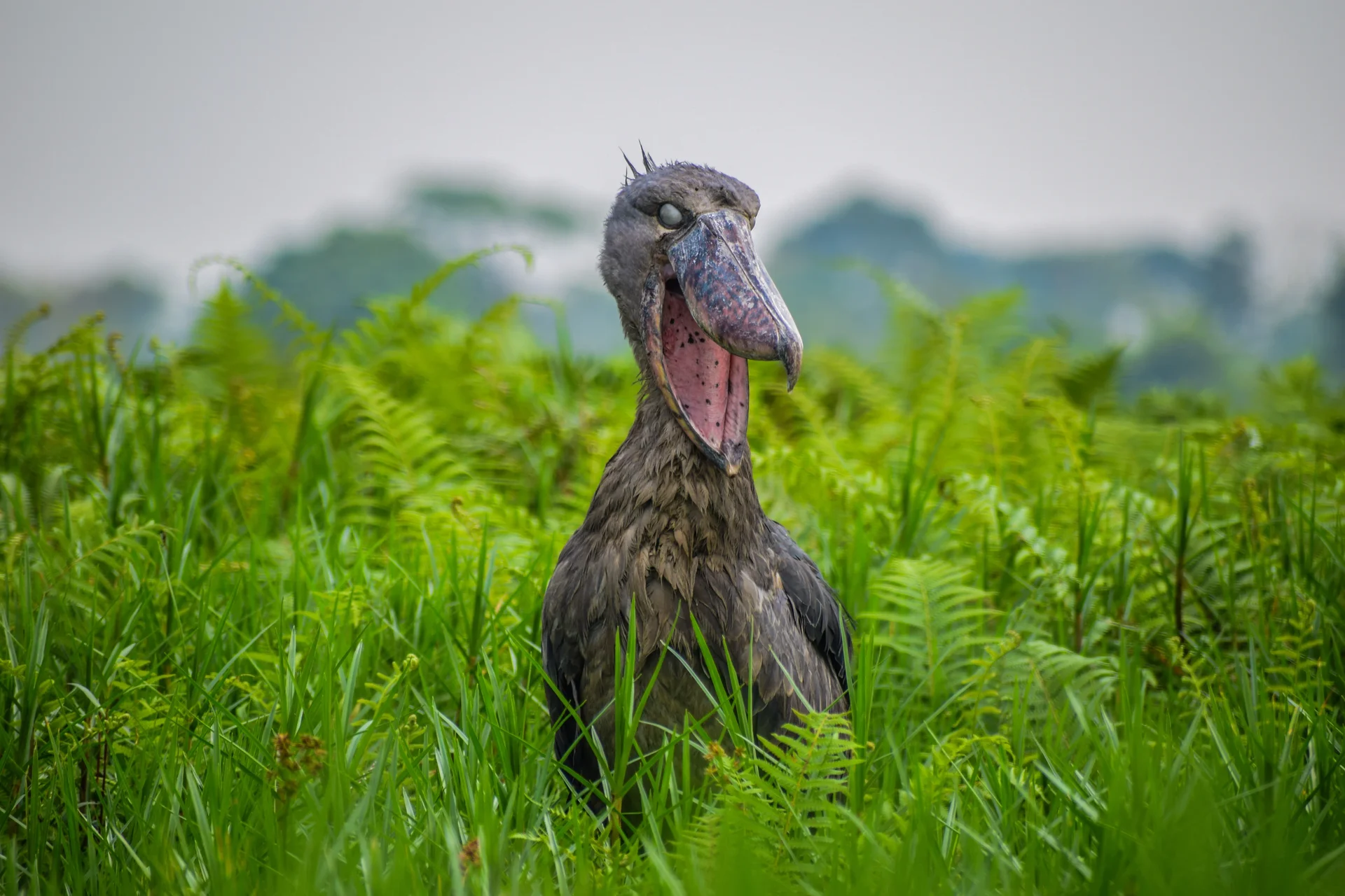 shutterstock 2044945454 slider 1920 shoebill stork mouth open