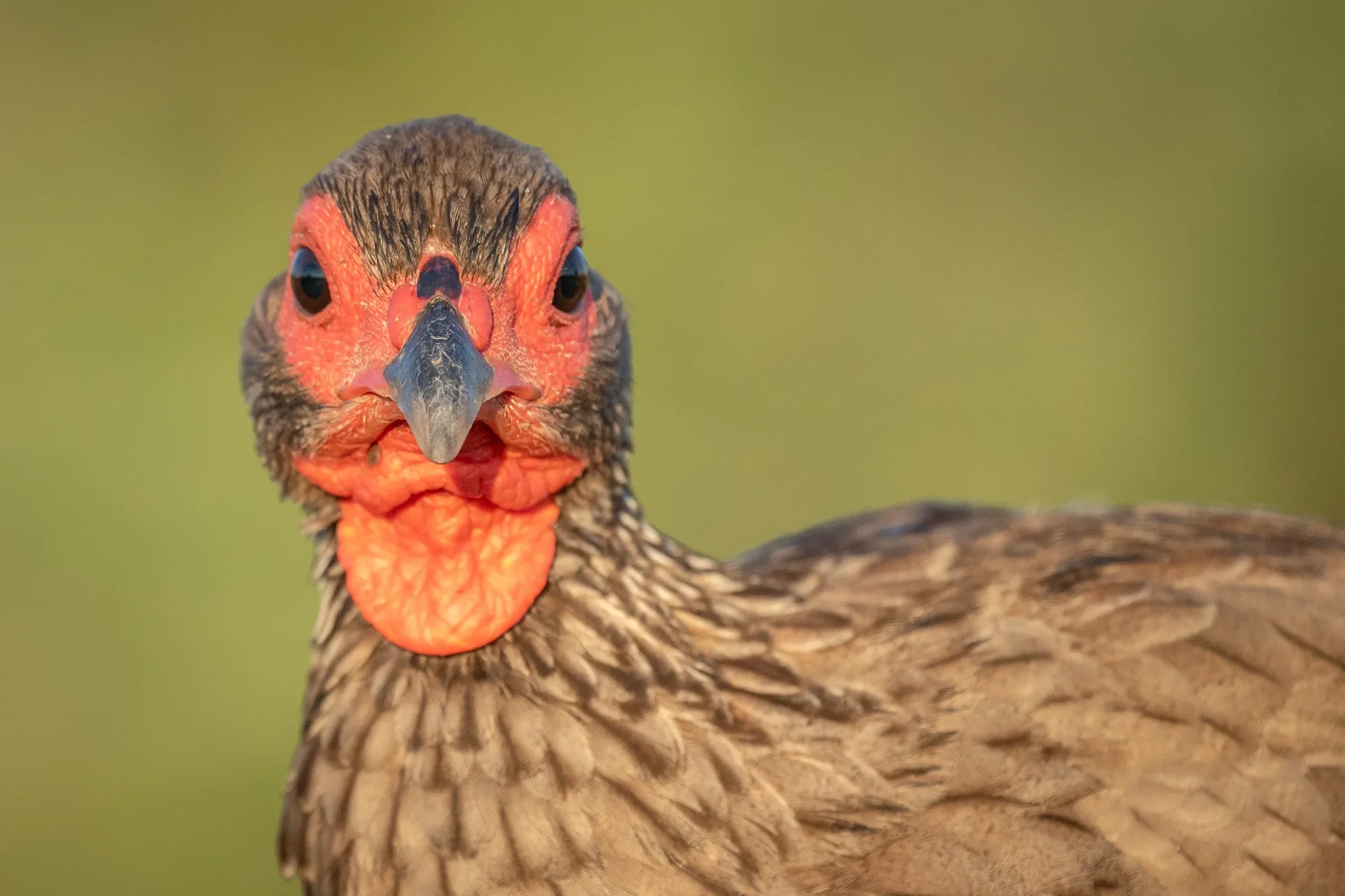 swainson spurfowl sabi sands photo safari swainson spurfowl sabi sands photo safari