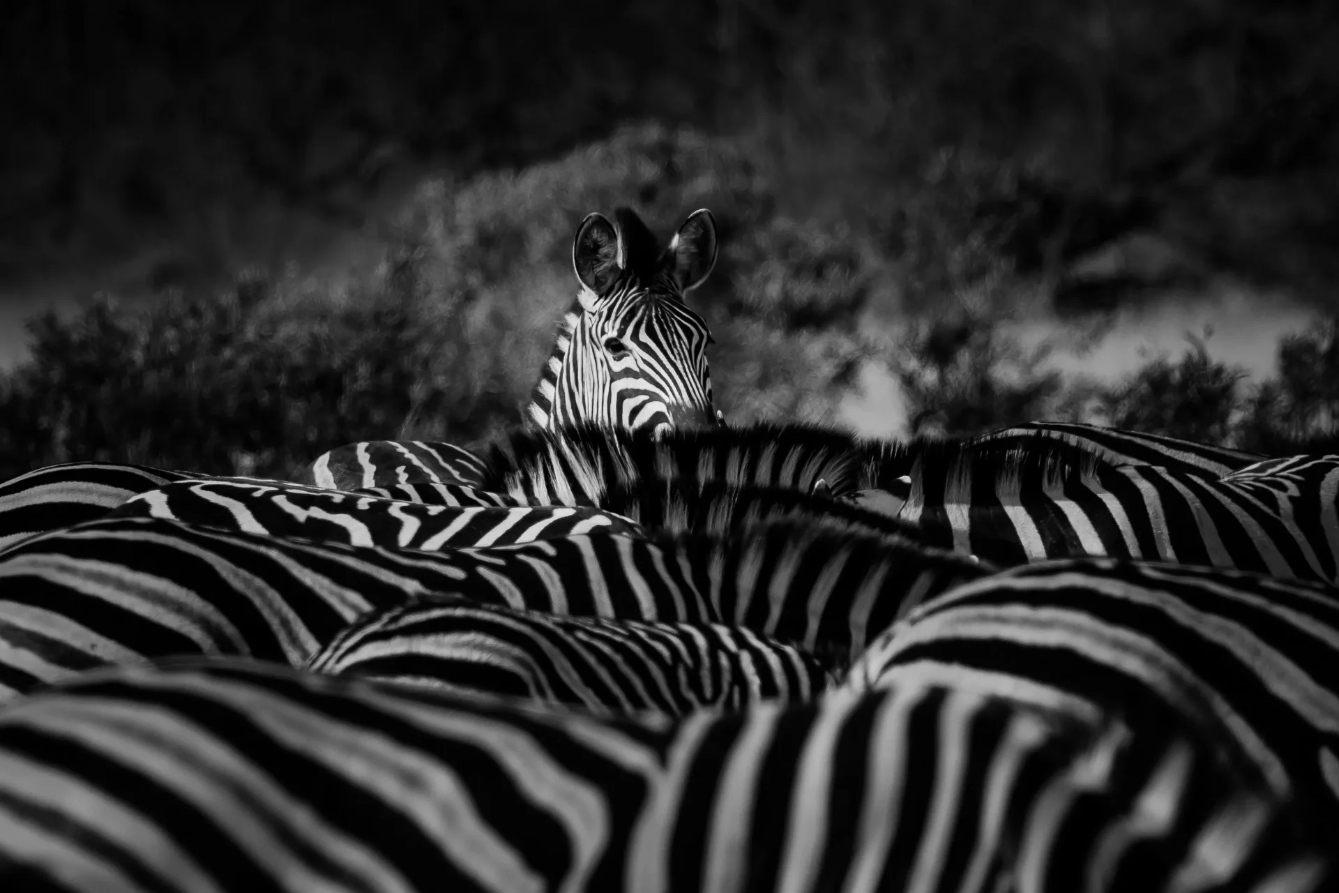 zebra sabi sands photo safari zebra sabi sands photo safari