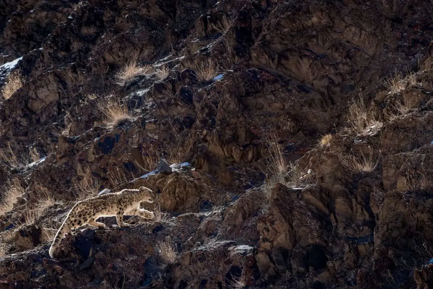 bjl9054 edit 3 1500x1000 bjl9054 edit 3 1500x1000