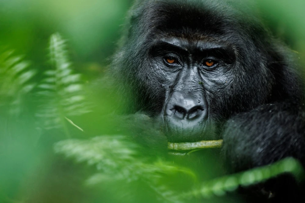 Photographing gorillas Photographing gorillas