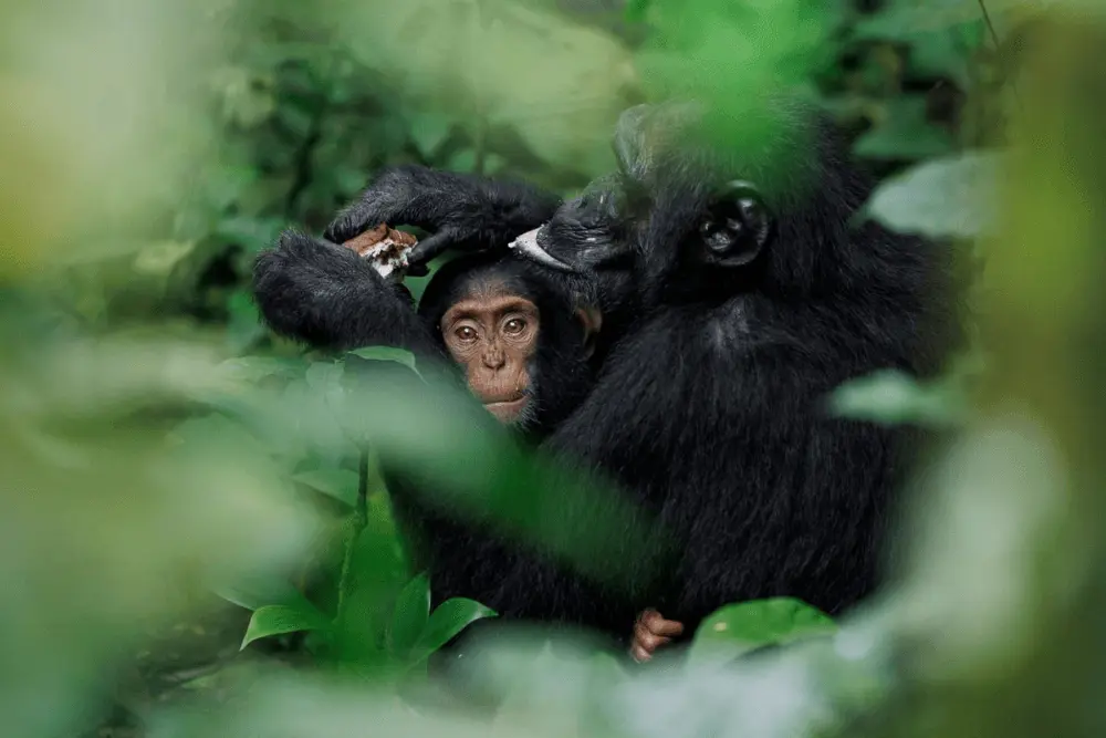 The gentle connection within a chimpanzee family, captured by William Steel. chimpanzee mother infant uganda