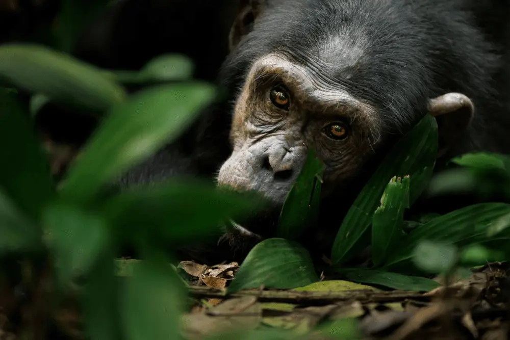 A young chimpanzee gazing inquisitively at the camera, captured by William Steel. A young chimpanzee gazing inquisitively at the camera, captured by William Steel.
