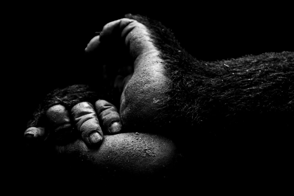 A detailed black-and-white close-up of a gorilla's hands, captured by William Steel. gorilla hand black white photography