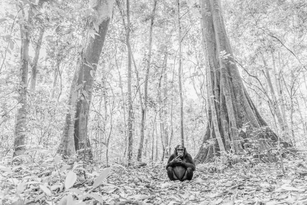 uganda chimpanzee photography uganda chimpanzee photography