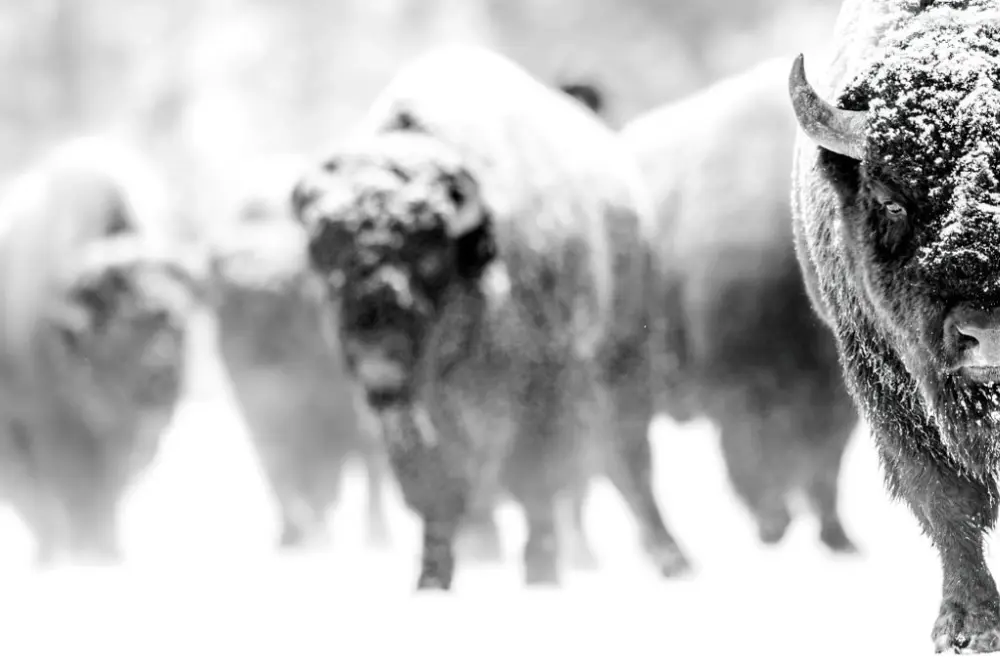 Bison Yellowstone National Park