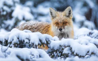 caught in the storm paulo perez out of africa