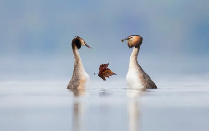 Presenting Gifts by Daniela Anger