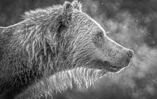 soul shine monochrome