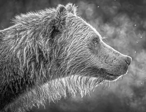Monochrome Wildlife Challenge 2024