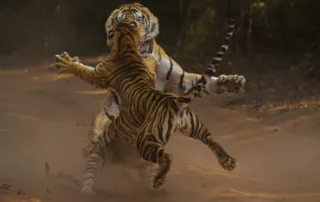 tiger fight clive burns