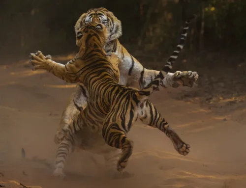 Mammal Behaviour Challenge 2024