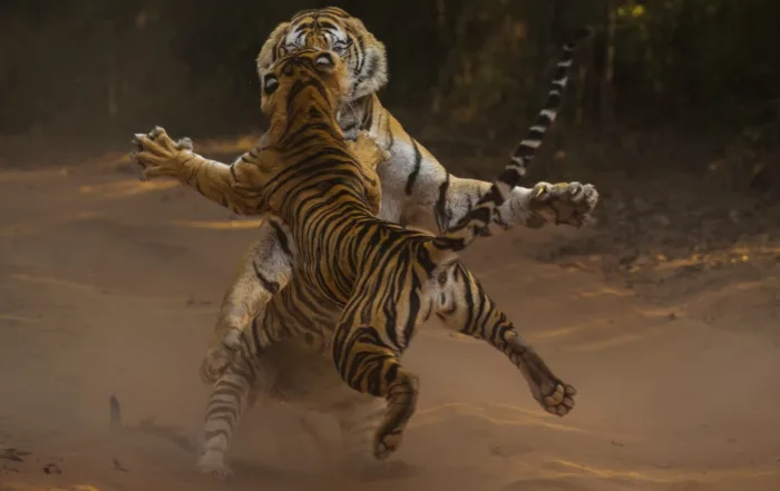 tiger fight clive burns