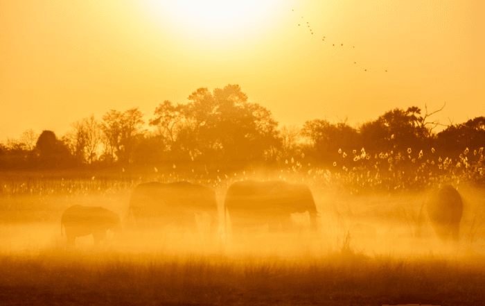 elephants in the morning mist aris christopoulos