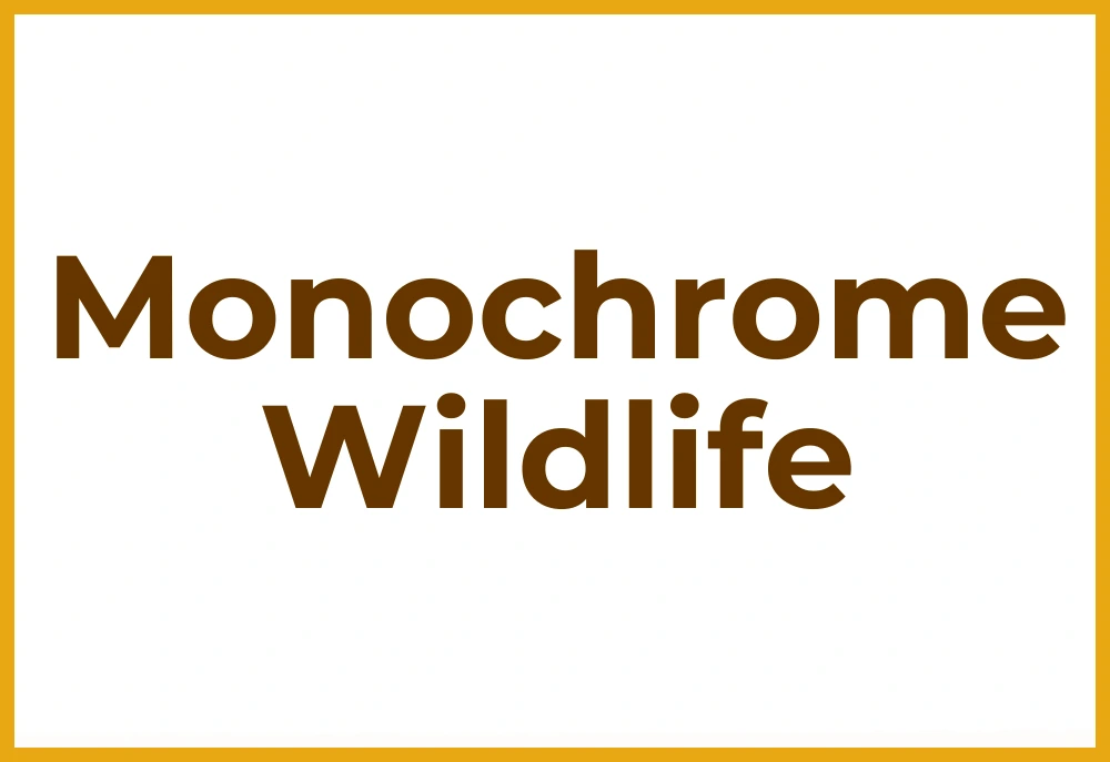 Monochrome Wildlife Monochrome Wildlife