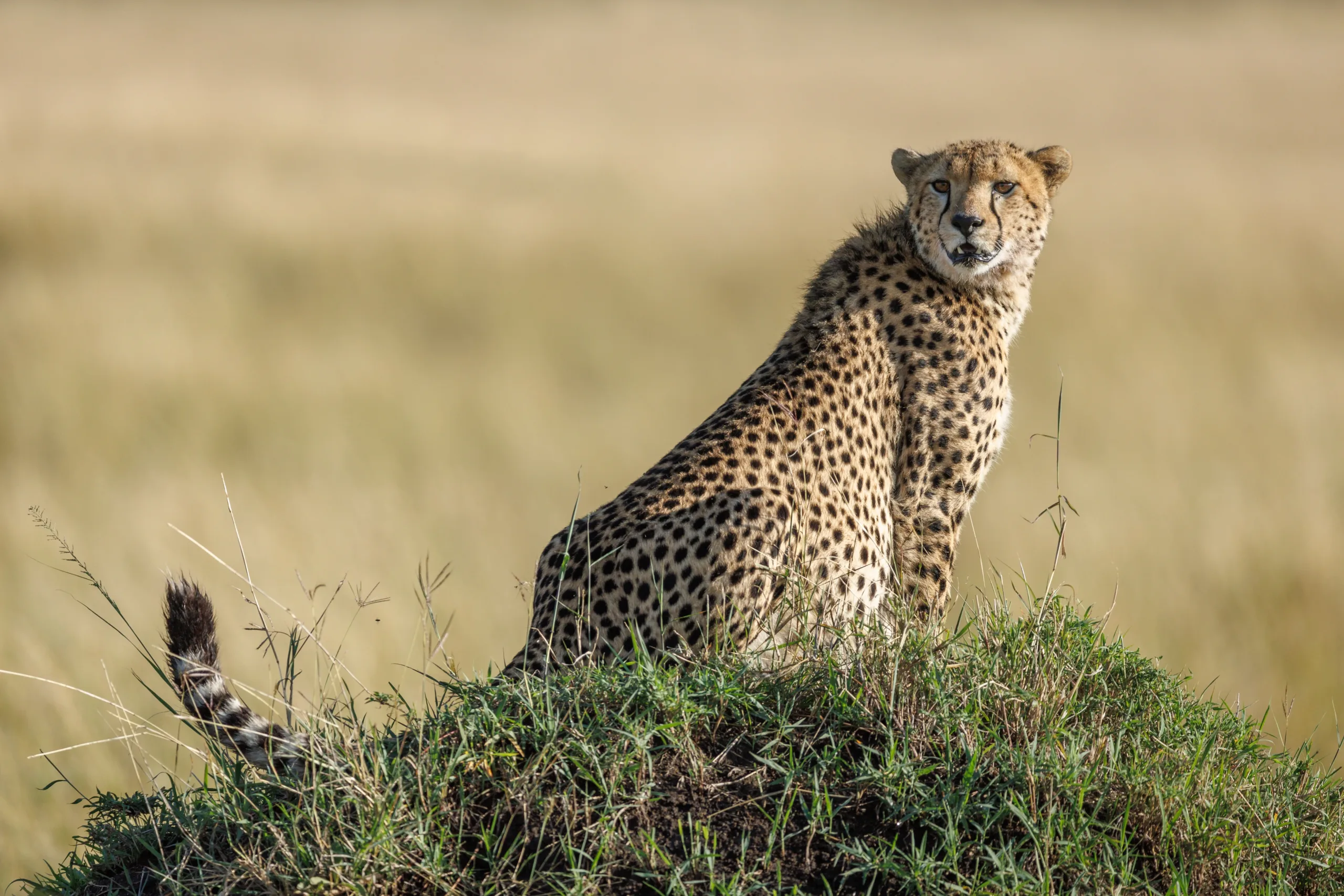 cheetah on mound by sabine stols cheetah on mound by sabine stols
