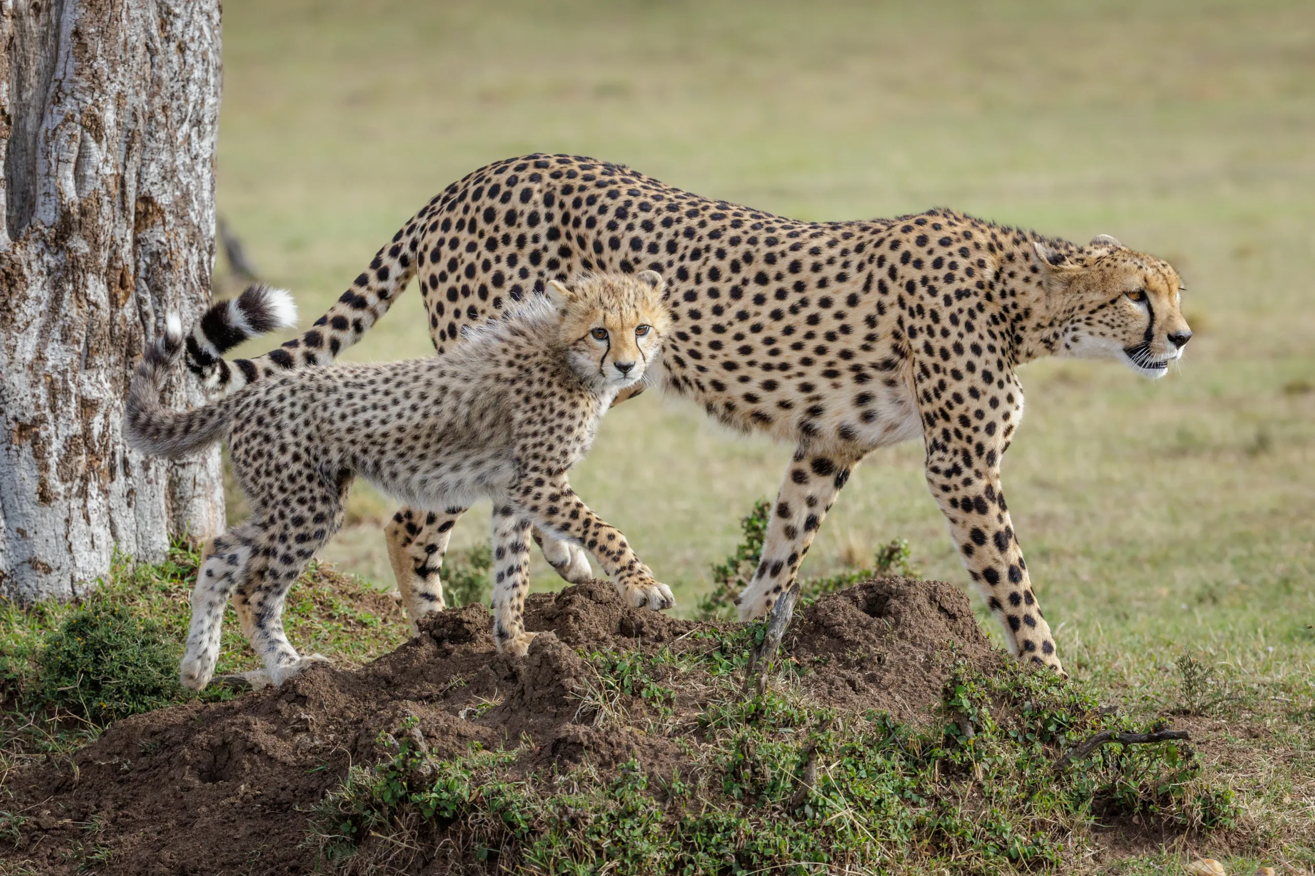 cheetah with cub by sabine stols cheetah with cub by sabine stols
