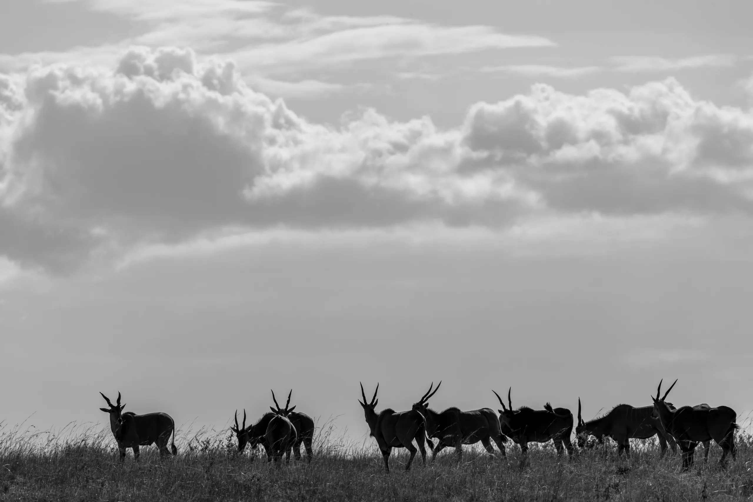 elands by sabine stols elands by sabine stols