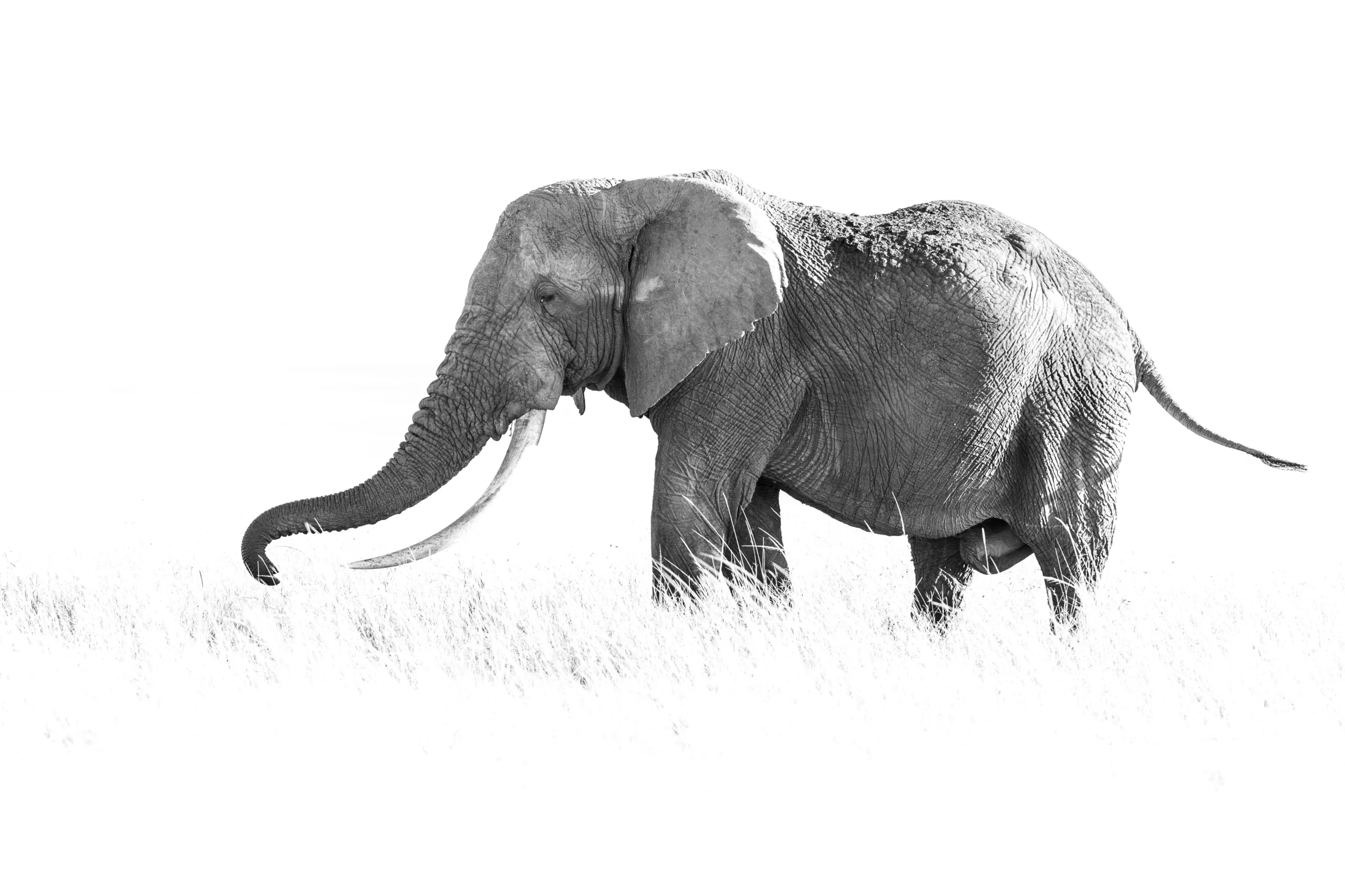 elephant high key by sabine stols elephant high key by sabine stols