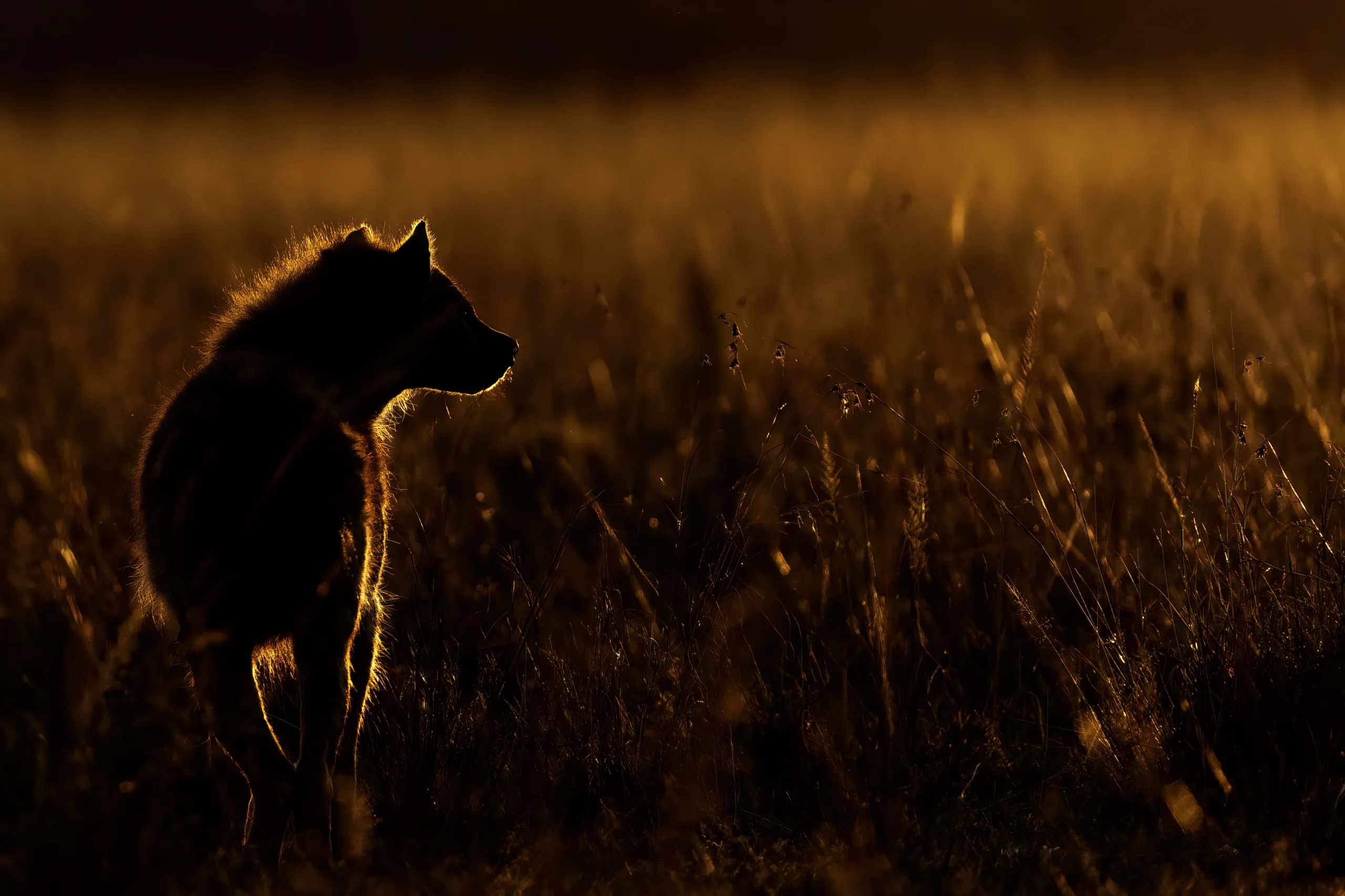 hyena rim light by sabine stols hyena rim light by sabine stols