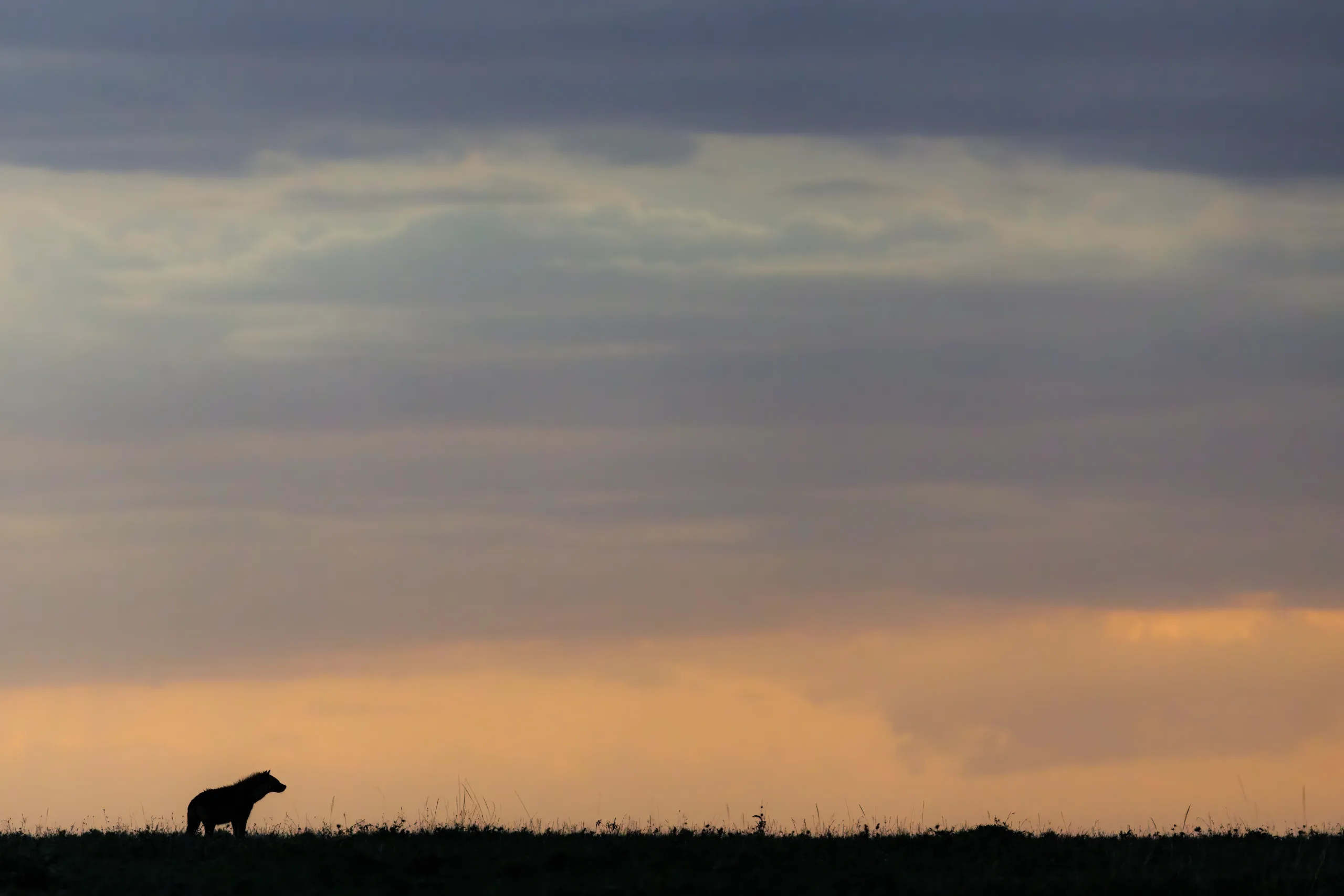hyena silhouette by sabine stols hyena silhouette by sabine stols