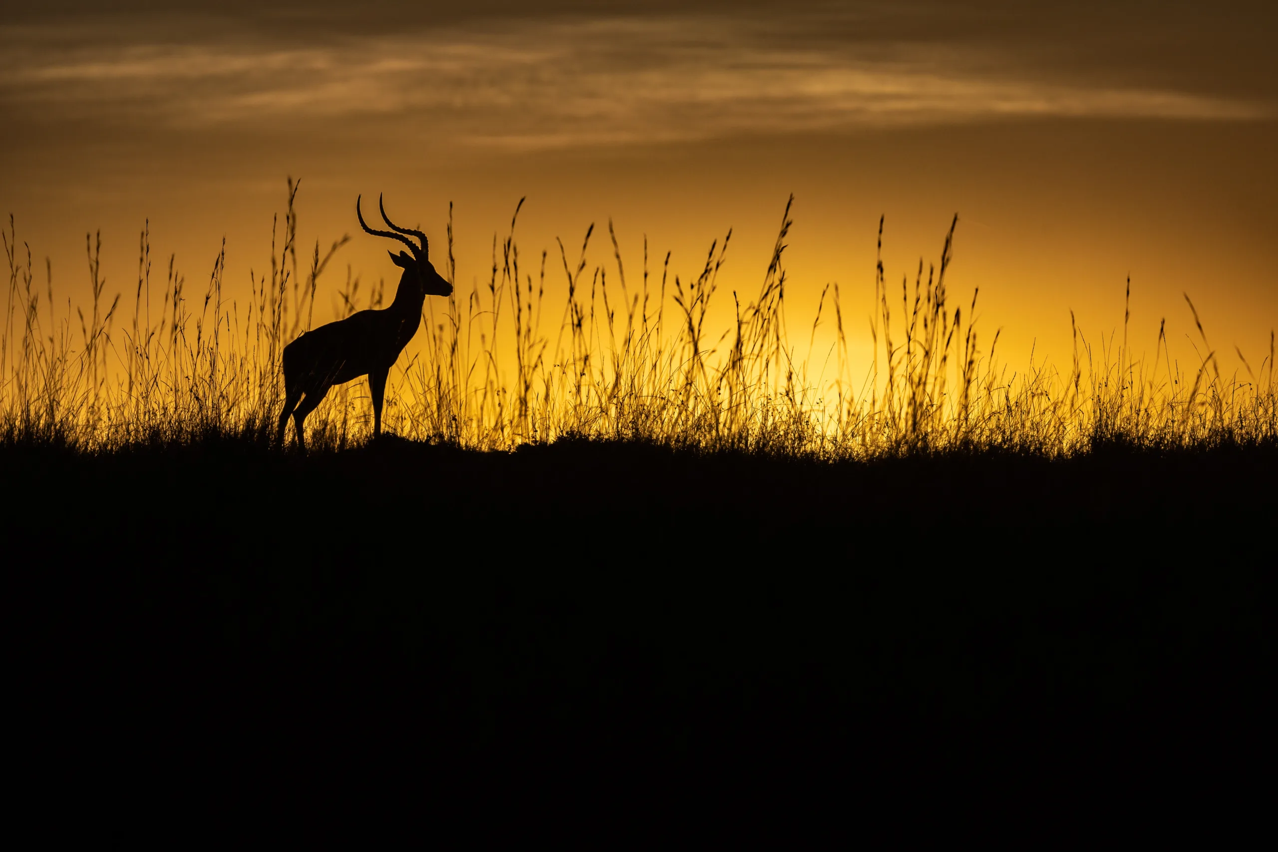 impala silhouette by sabine stols impala silhouette by sabine stols