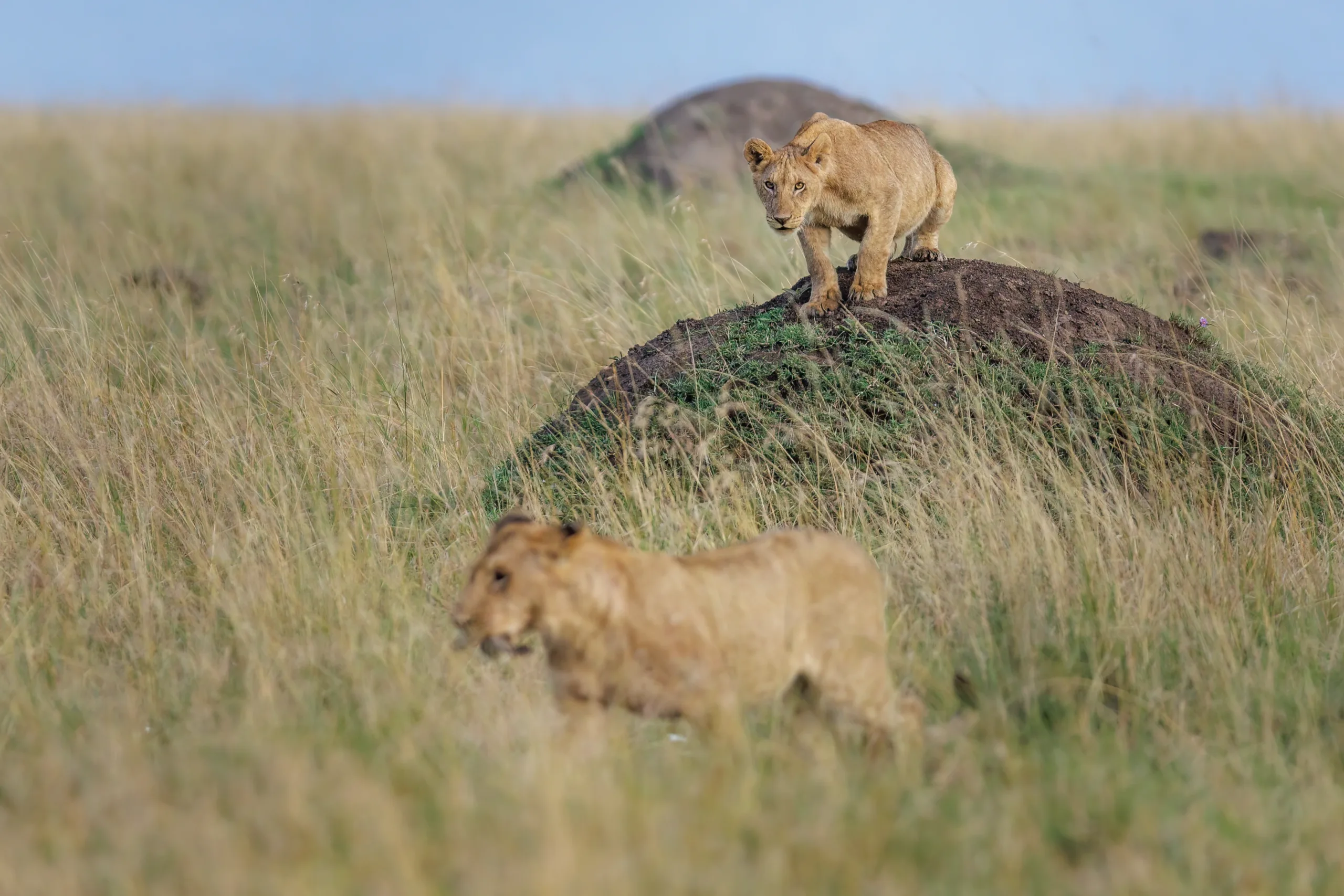 lion cub stalking by sabine stols lion cub stalking by sabine stols