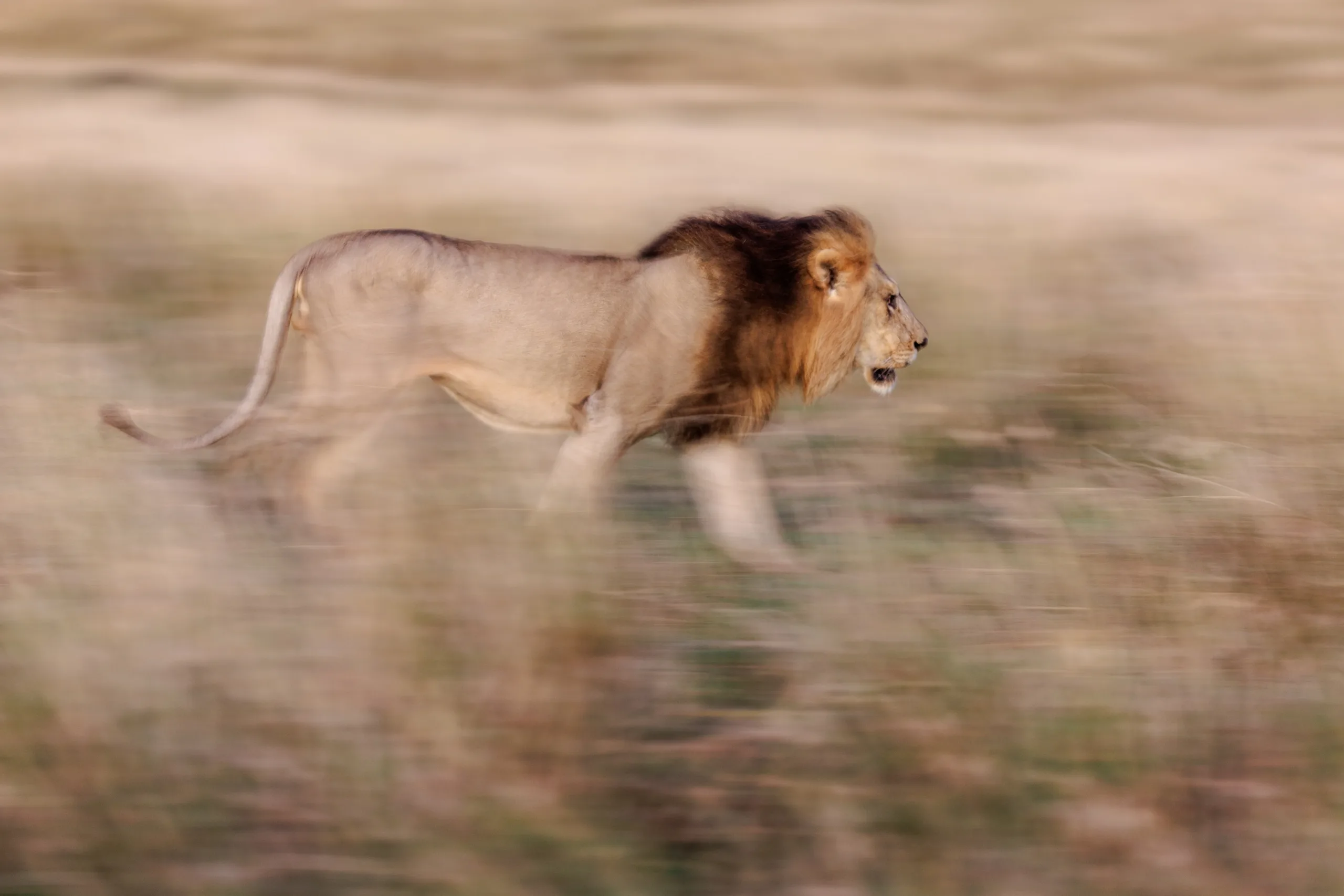 lion panning by sabine stols lion panning by sabine stols