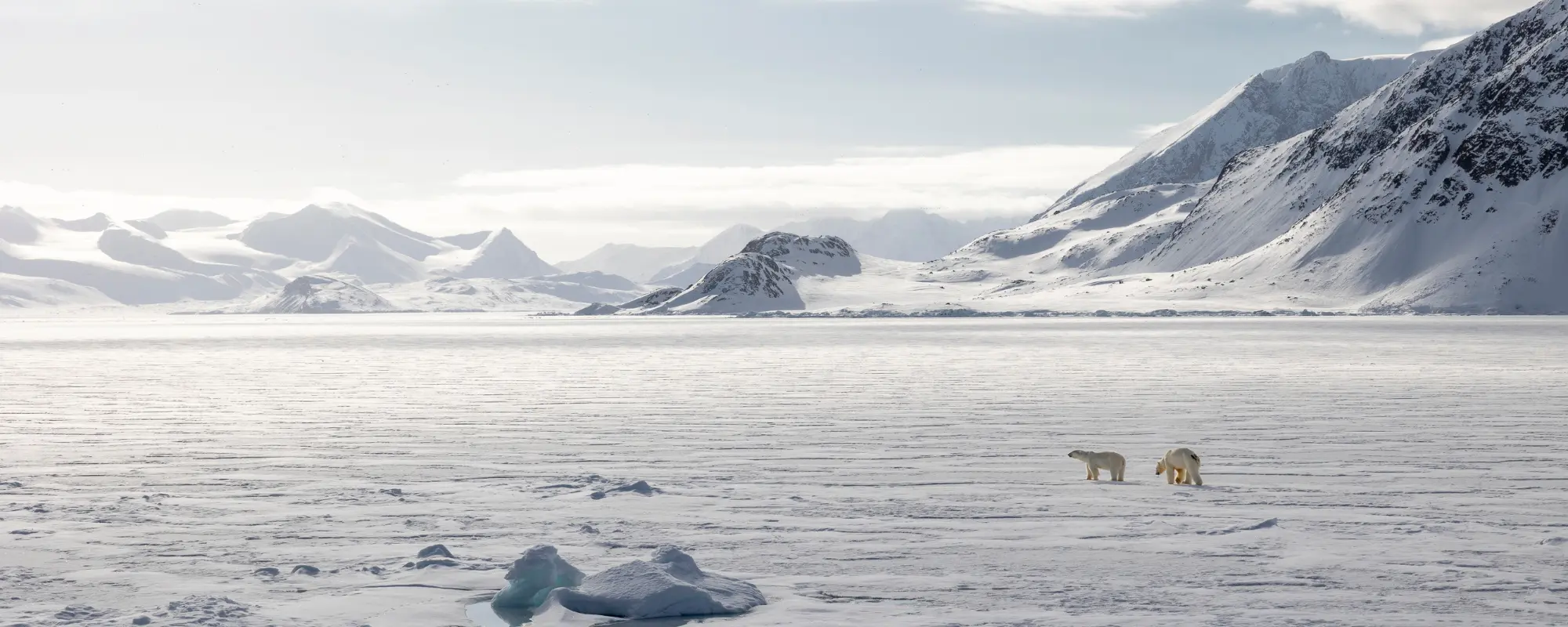arctic arctic
