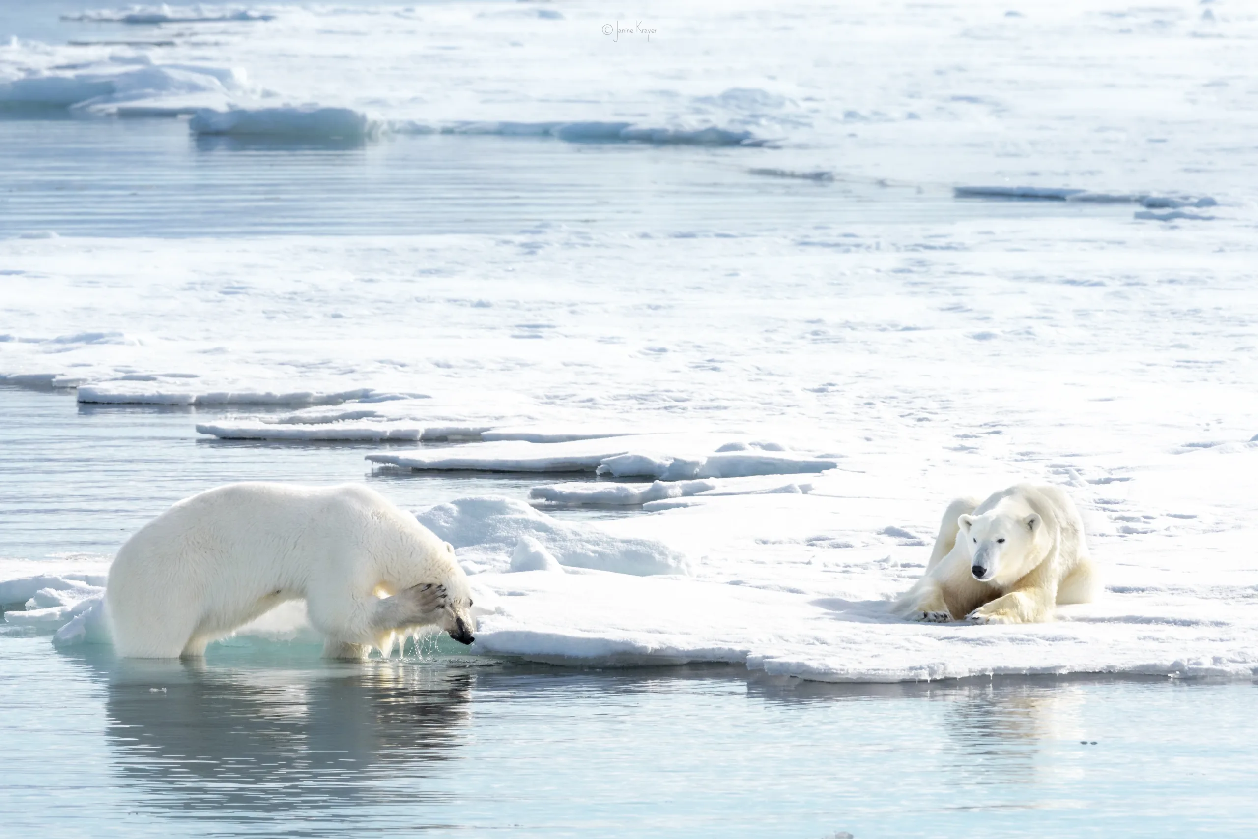 Janine Krayer Polar Bear