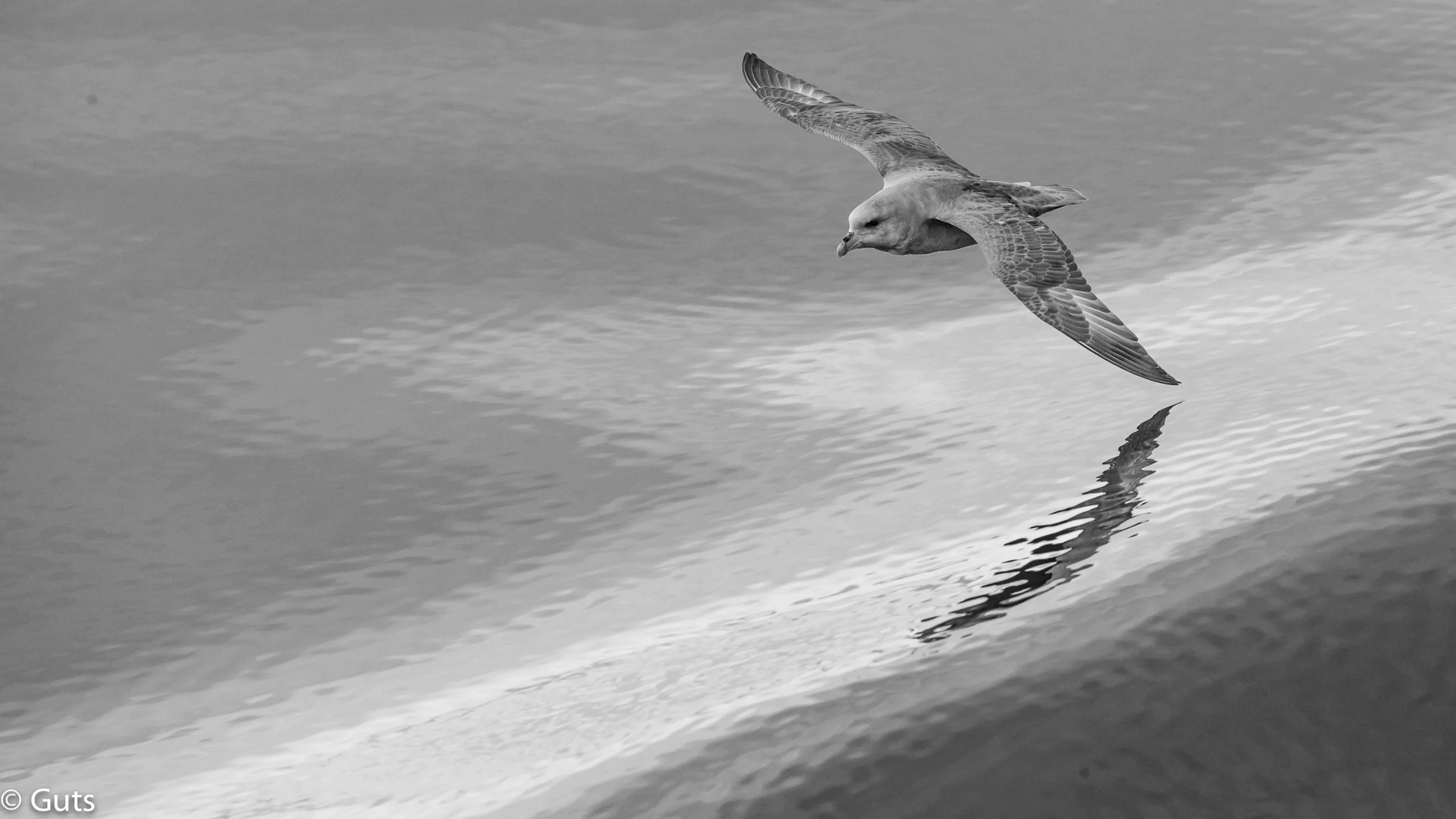 Guts Gull Arctic Photo Safari