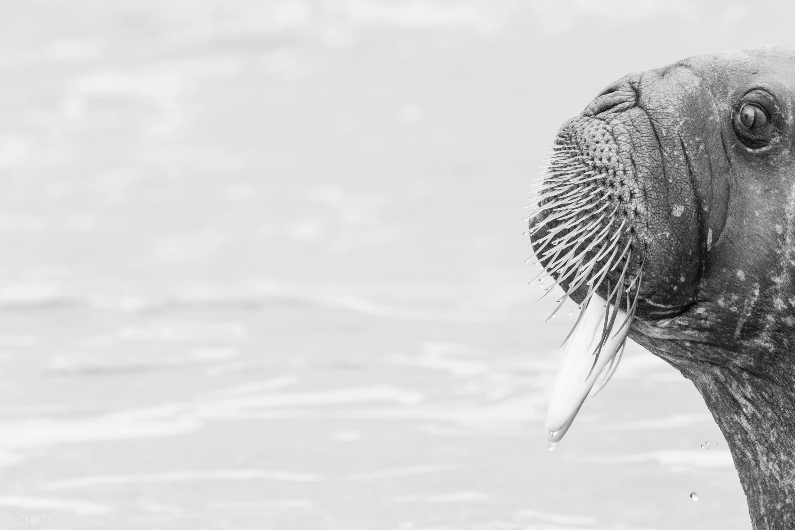 Guts Arctic Photo Safari Walrus