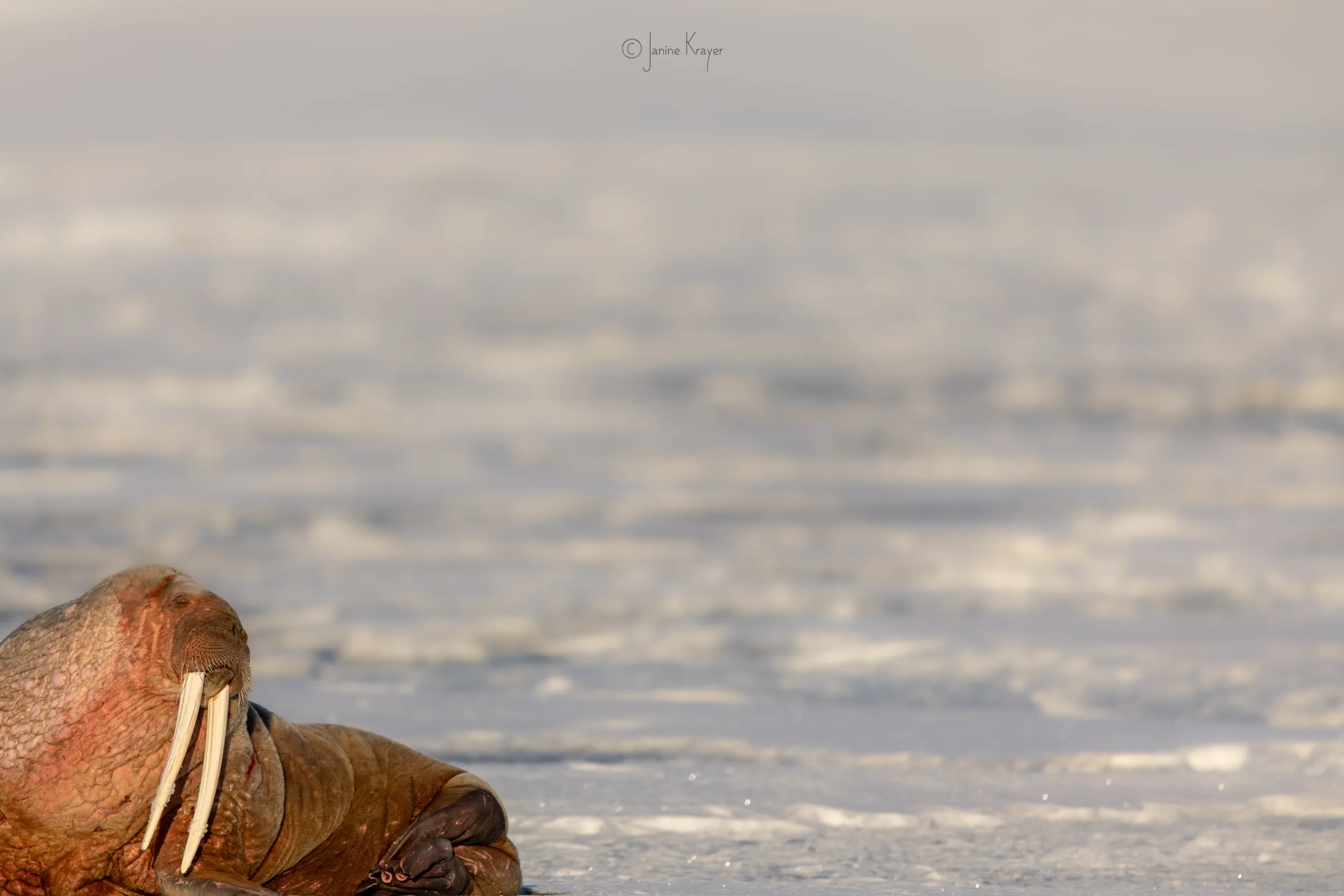 Janine Krayer Arctic Walrus