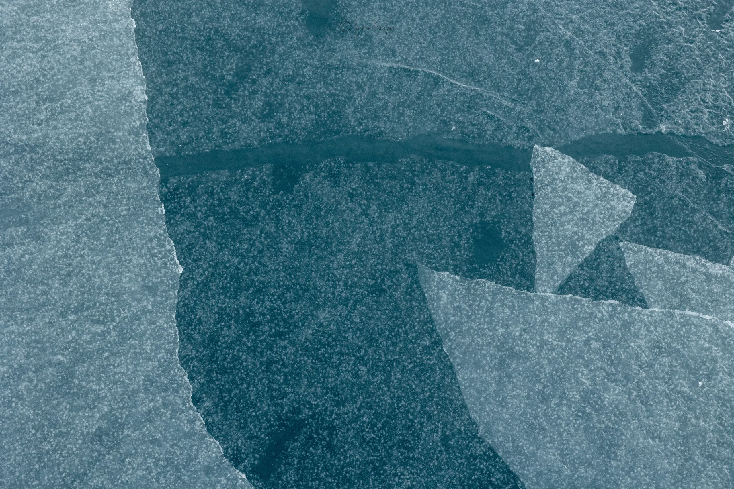 janine krayer wildlife photography Arctic Photo Safari