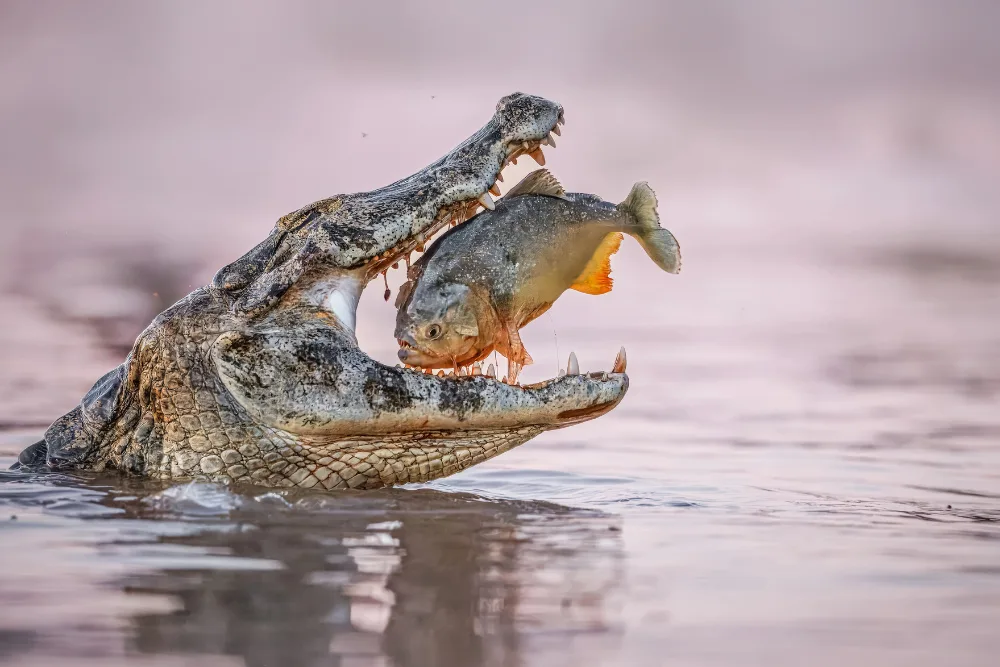 pantanal brazil