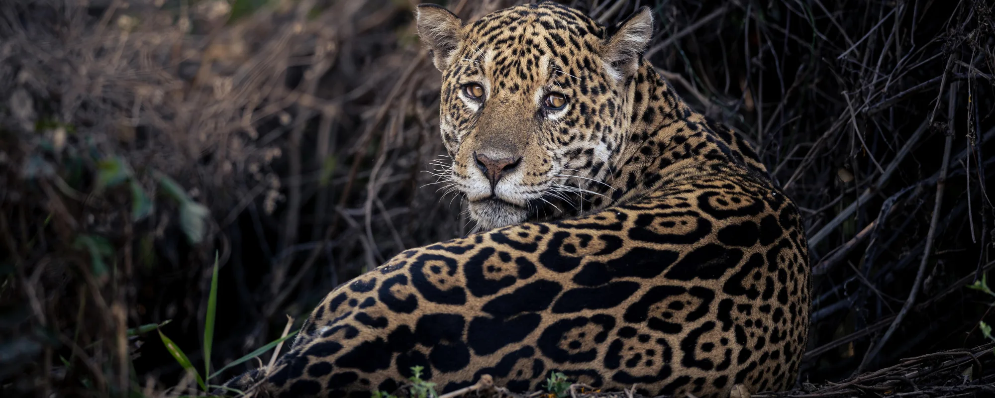 pantanal pantanal-jaguar