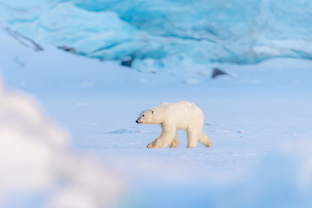 artic polar bear photo tour