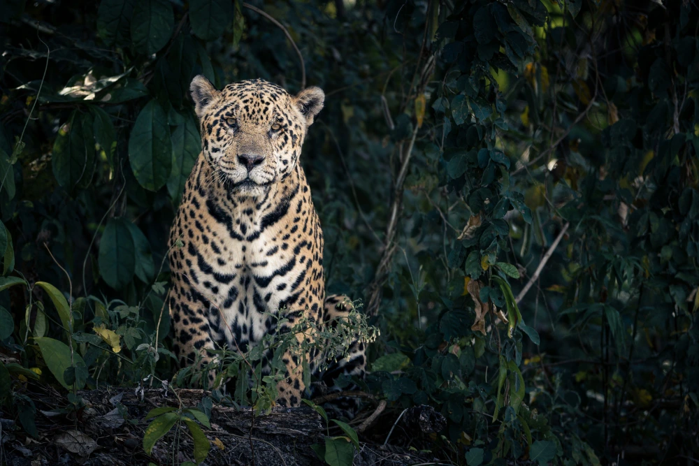 pantanal brazil jaguar photo tour