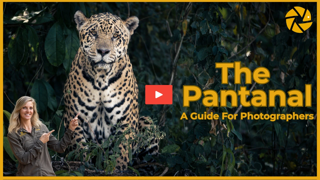 Pantanal video Pantanal video