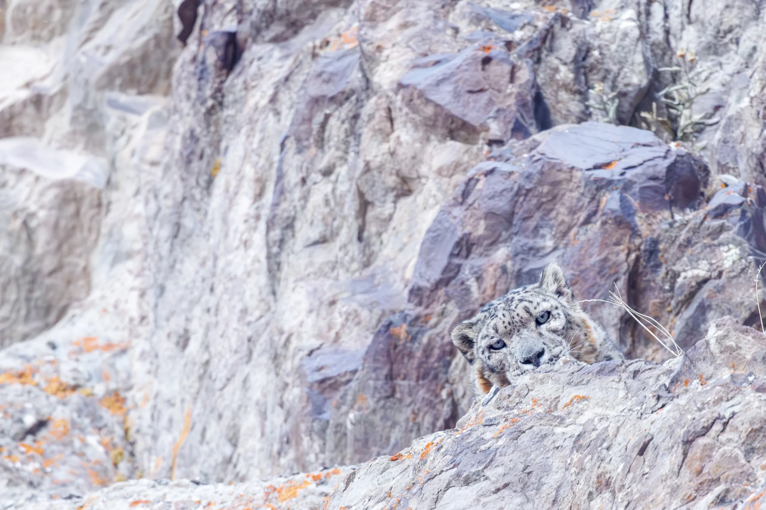 janine krayer wildlife photography 101 janine krayer wildlife photography 101