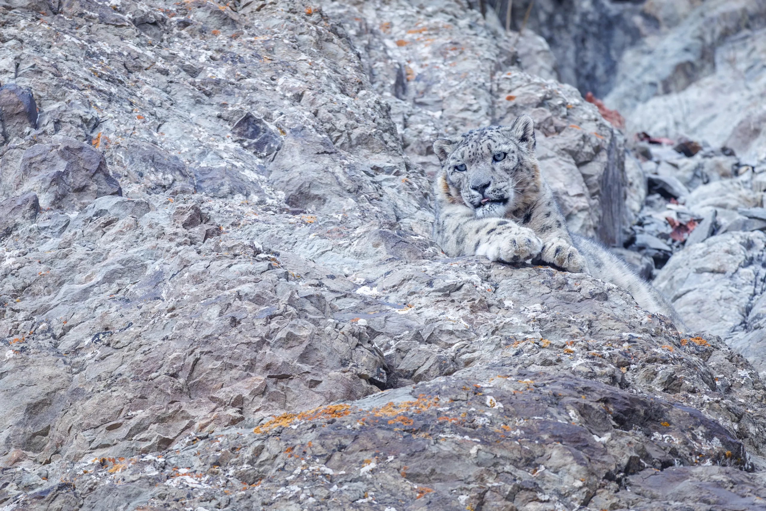 janine krayer wildlife photography 104 janine krayer wildlife photography 104