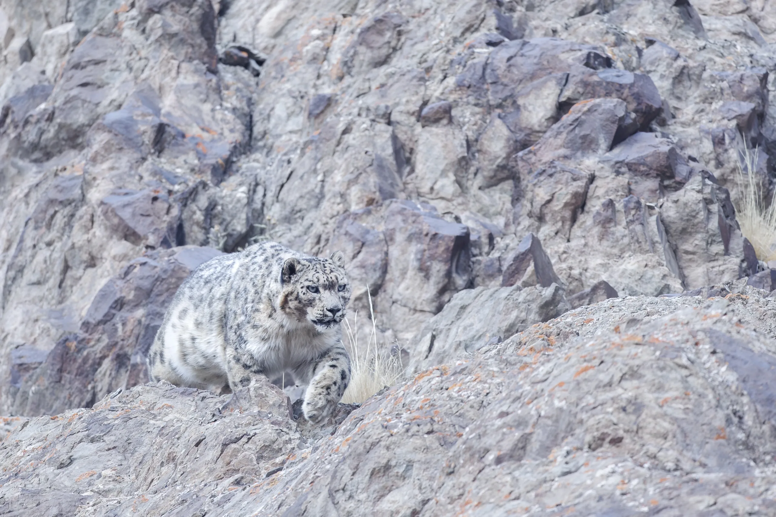 janine krayer wildlife photography 8 janine krayer wildlife photography 8