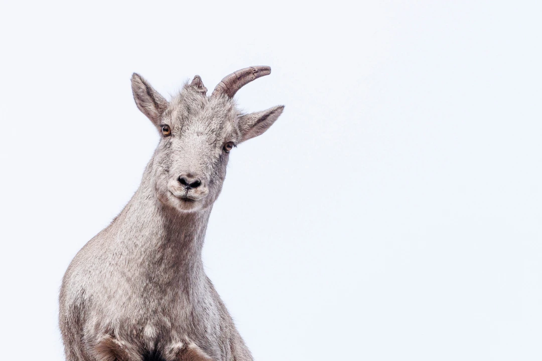 william steel pangolin photo safaris ladakh wildlife william steel pangolin photo safaris ladakh wildlife