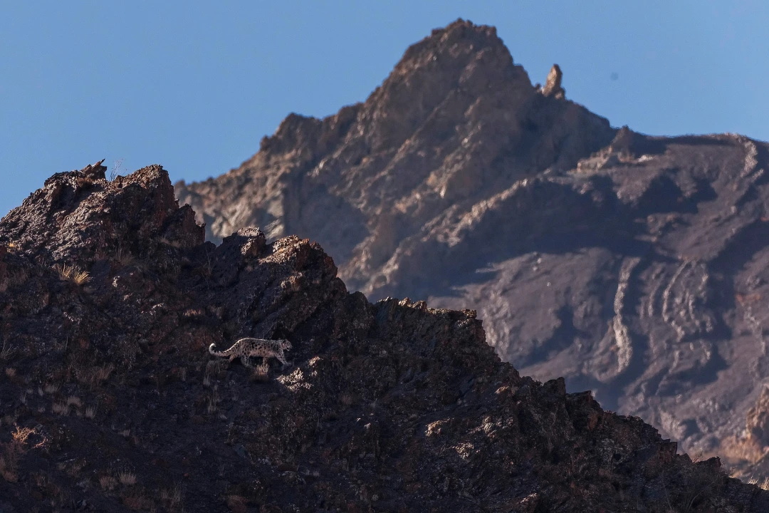 william steel pangolin photo safaris snow leopard himalayas william steel pangolin photo safaris snow leopard himalayas