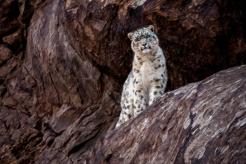 ladakh snow leopard photography tour himalayas