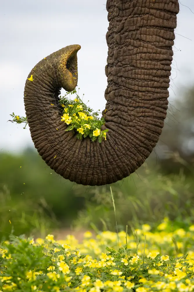 villiers steyn 3 (2)