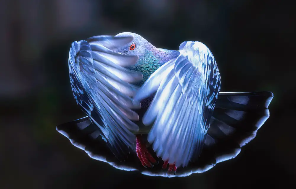 I Spy, by Gordon Ford