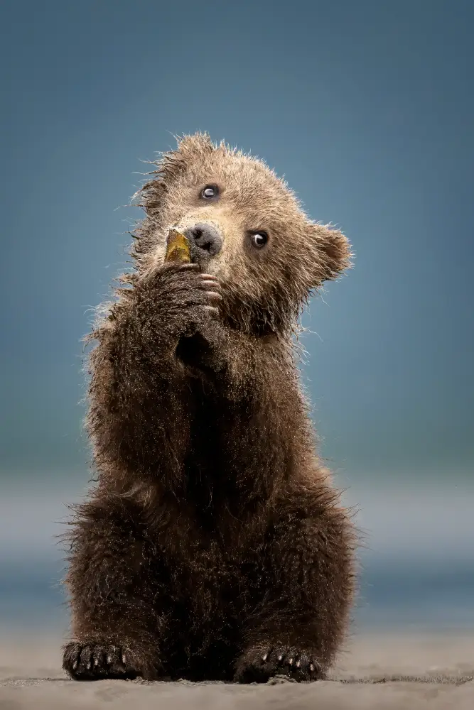 The Stand, by Robert Henderson