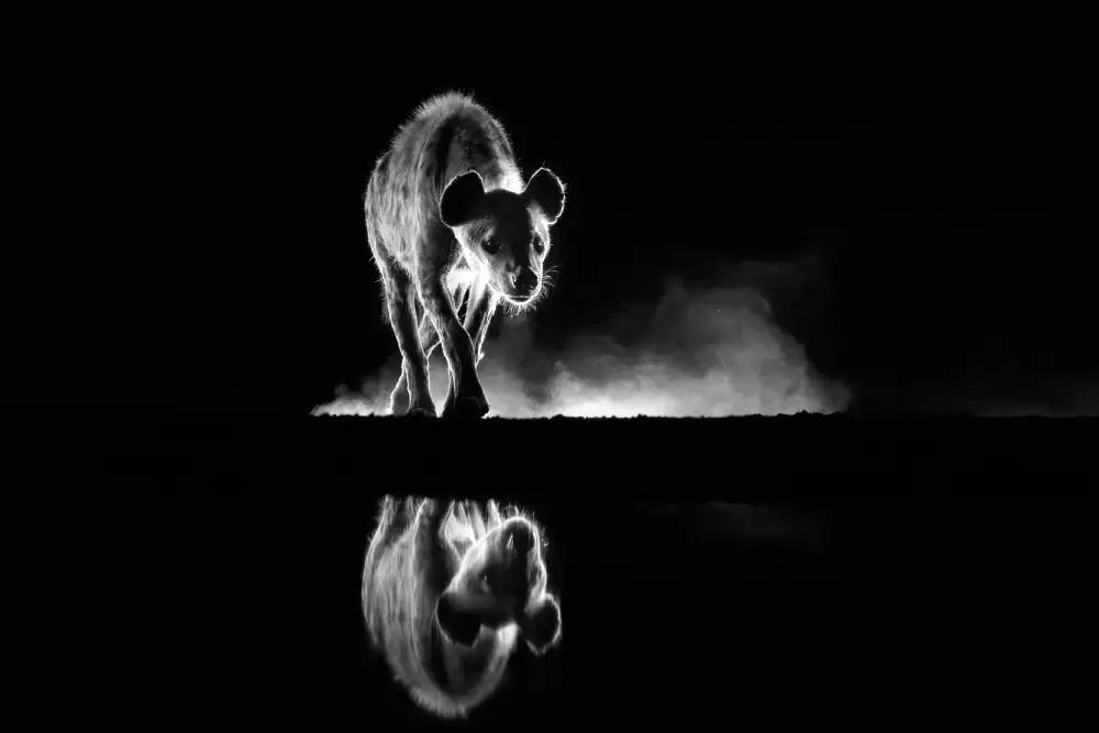 Night Predator by Sharon Thorp